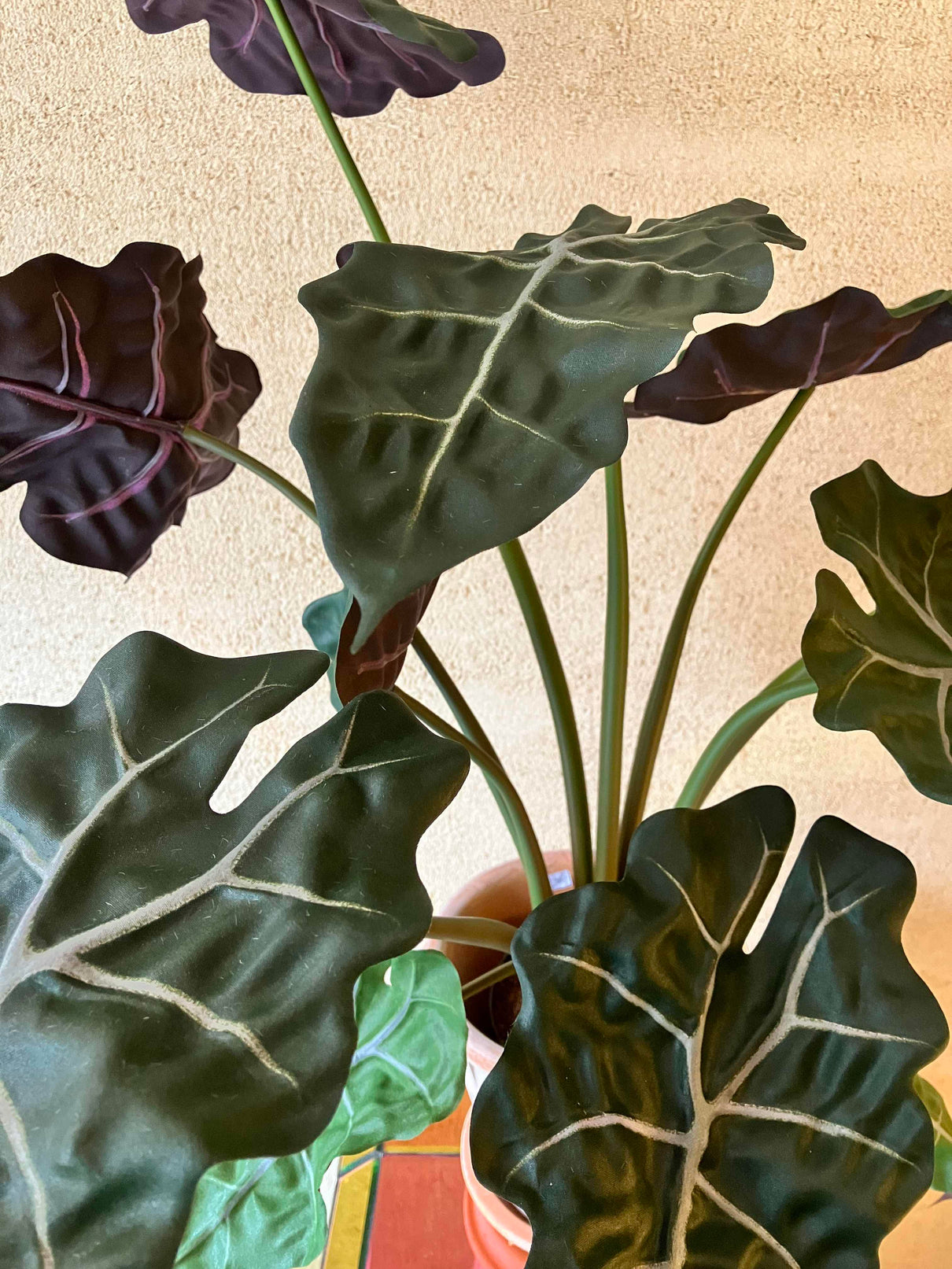 Alocasia