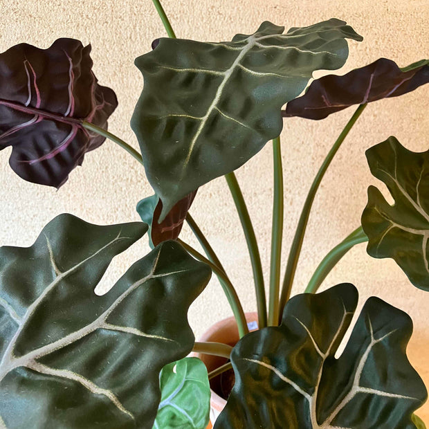 Alocasia