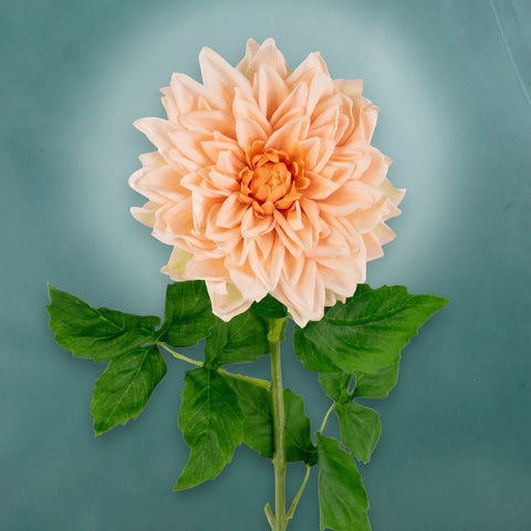 Dahlia L