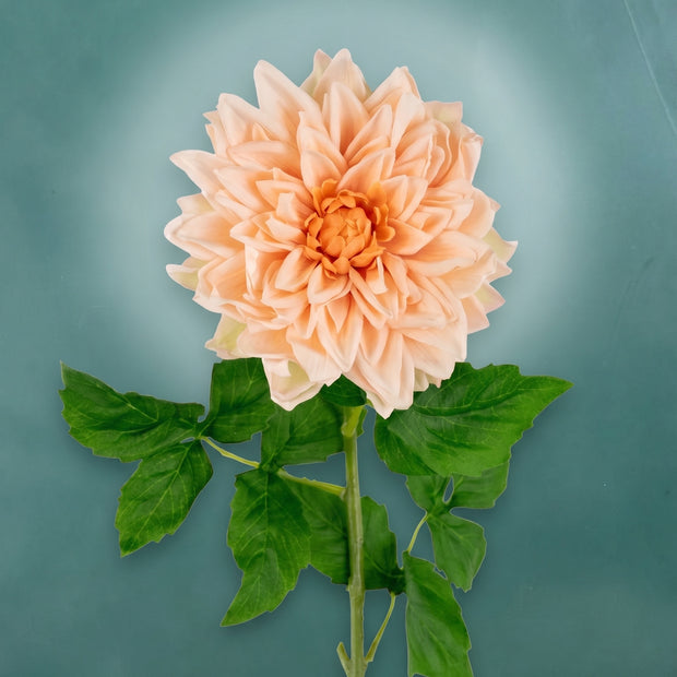 Dahlia L