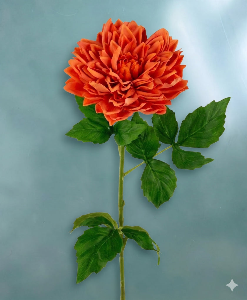 Dahlia L