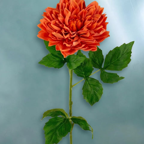 Dahlia L