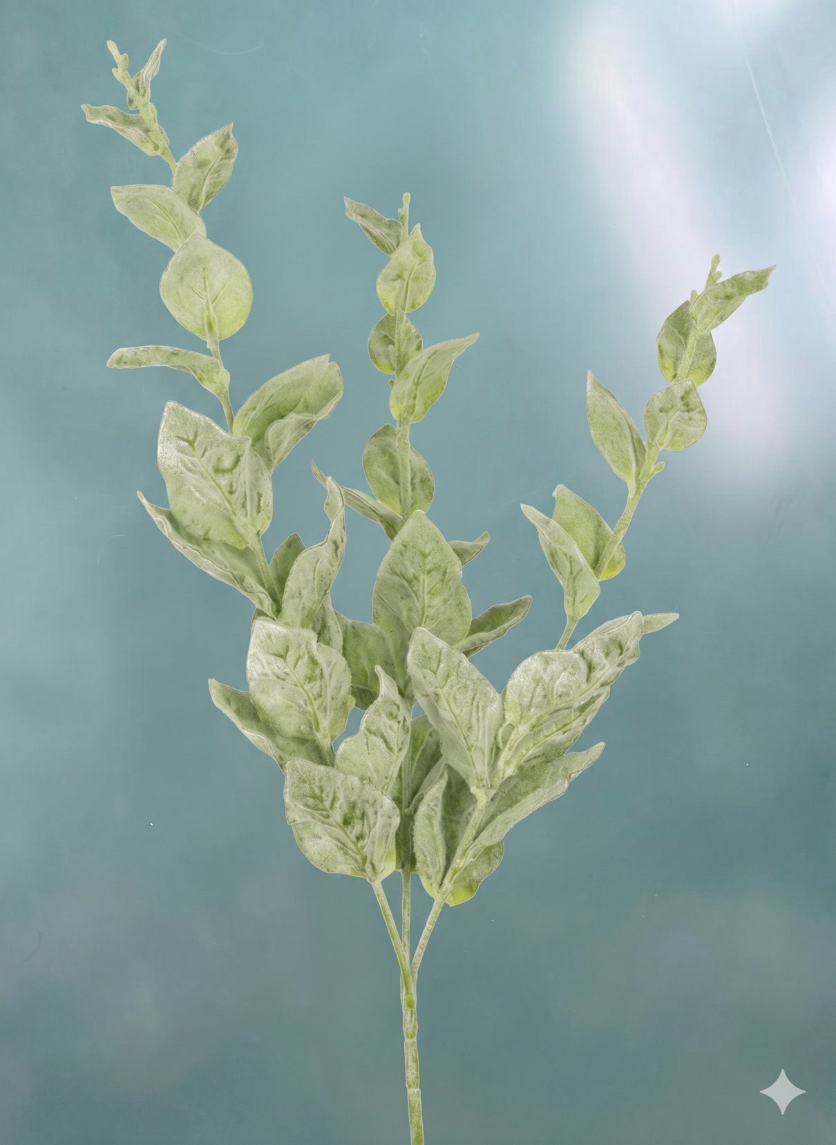 Eucalyptus - tak met fluwelen bladeren