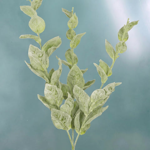 Eucalyptus - tak met fluwelen bladeren