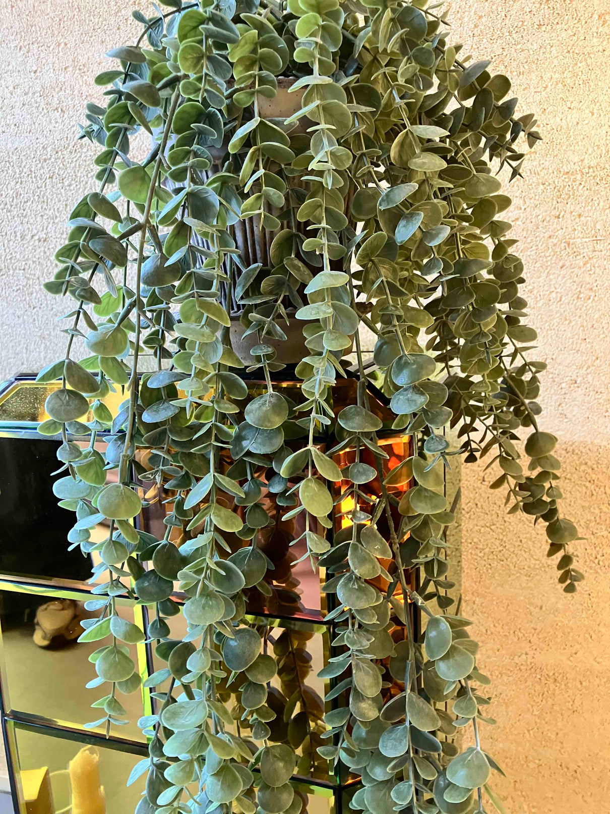 Eucalyptus hangplant 60cm