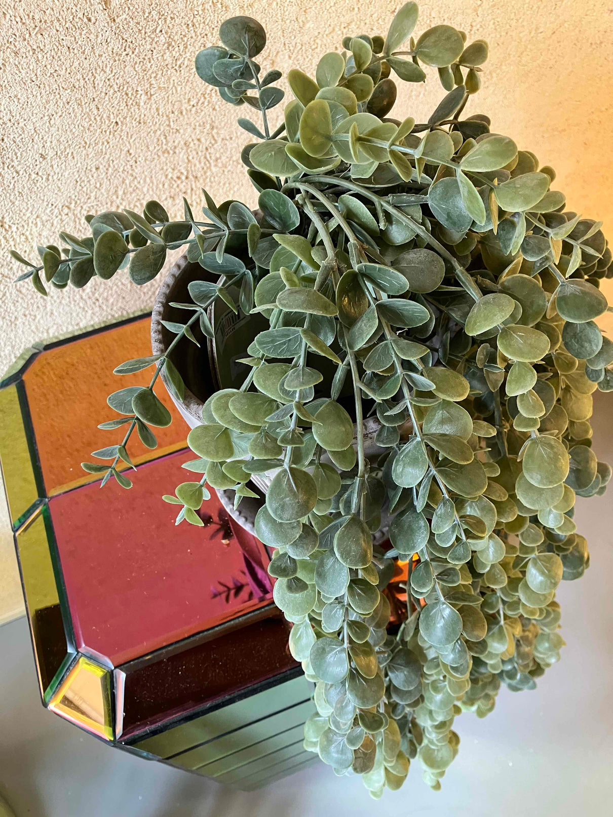 Eucalyptus hangplant 60cm