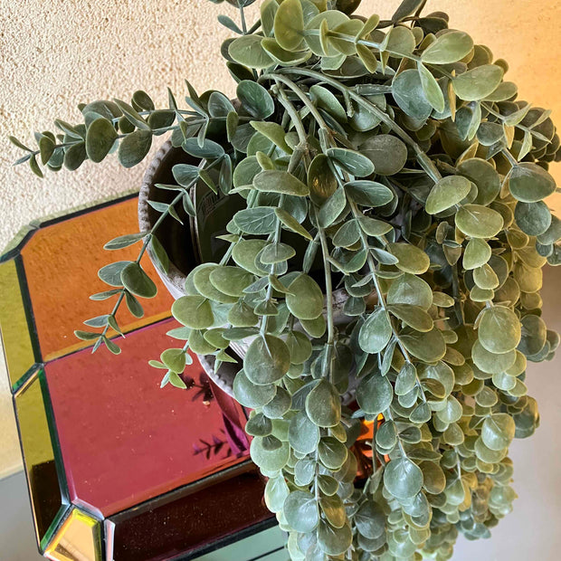 Eucalyptus hangplant 60cm