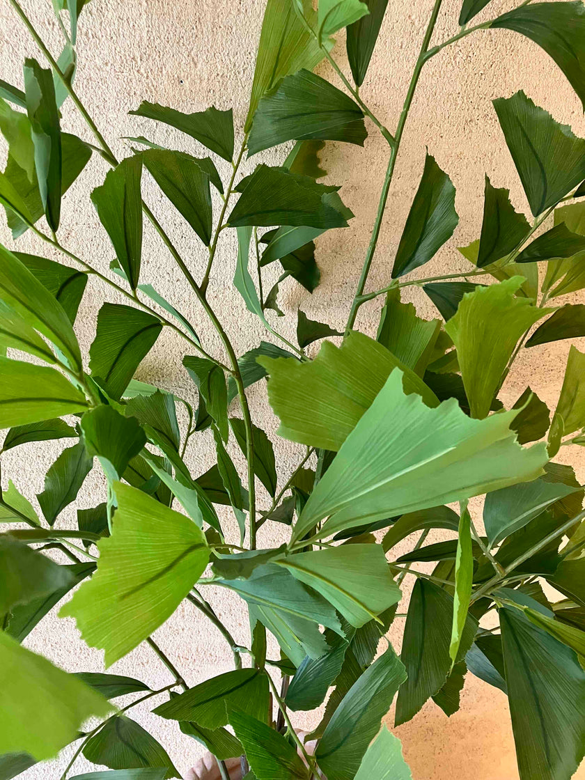 Fishtail palm 120cm