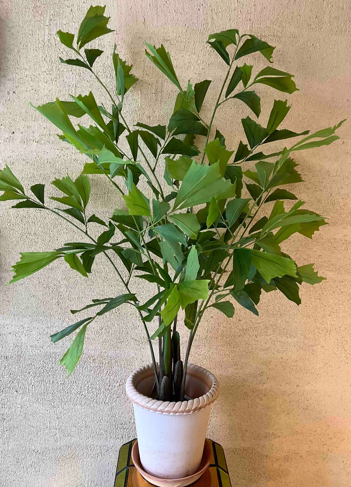Fishtail palm 120cm
