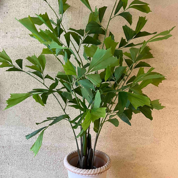 Fishtail palm 120cm