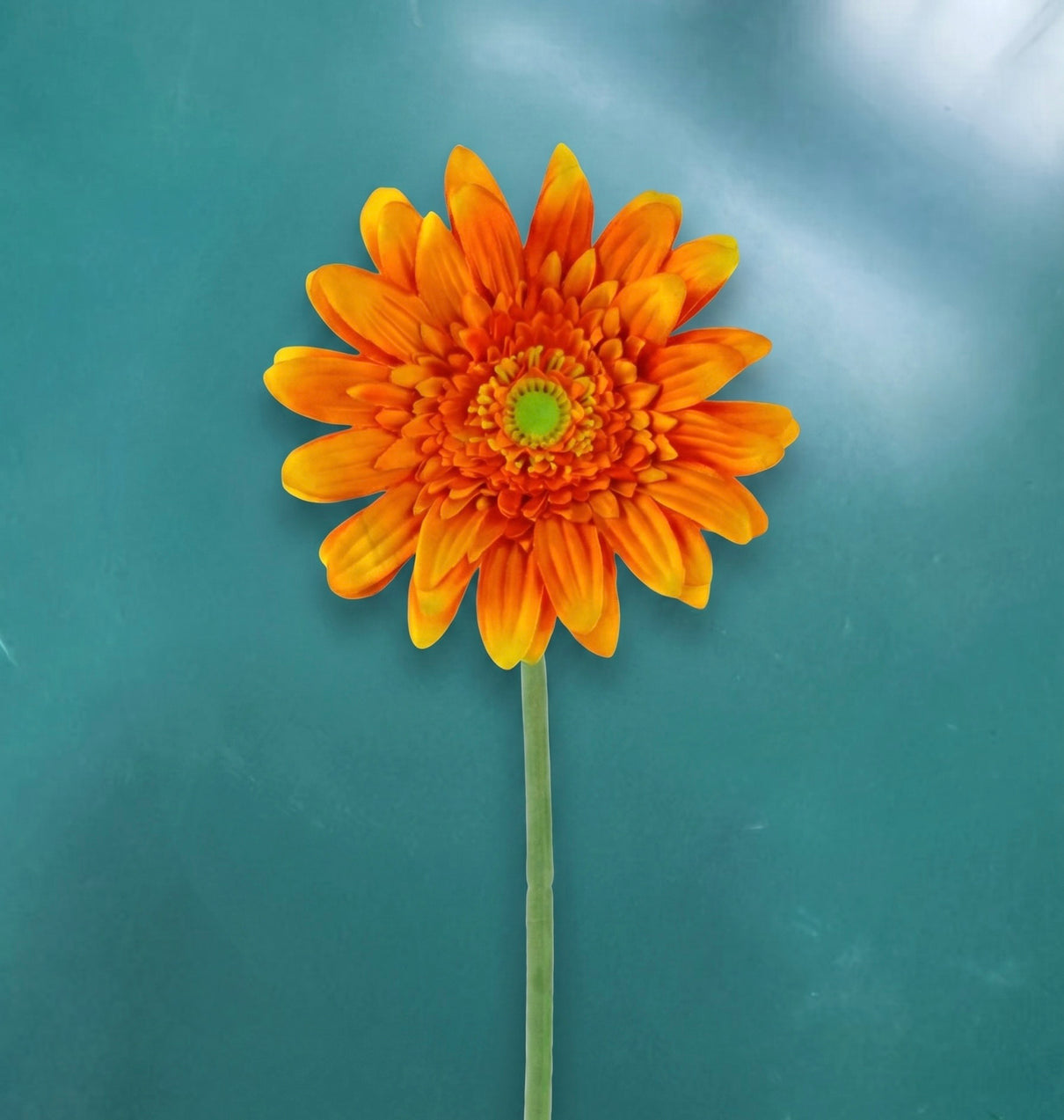 Gerbera - in 3 kleuren
