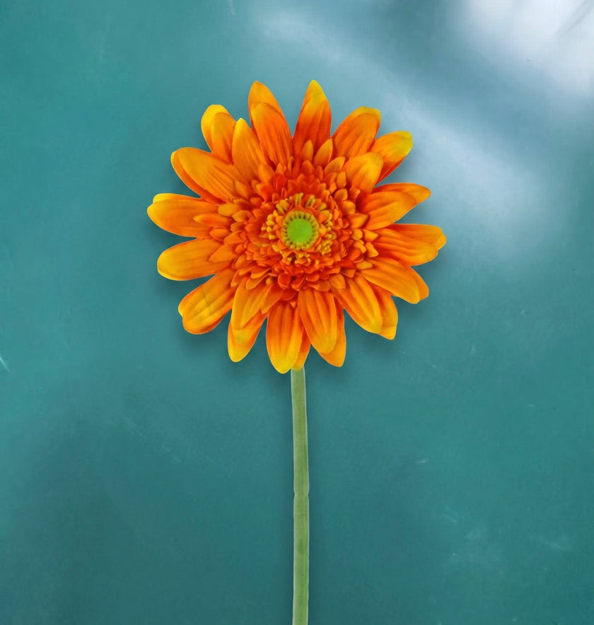Gerbera - in 3 kleuren