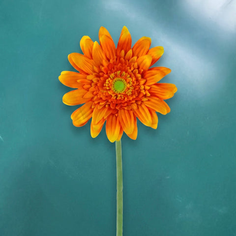 Gerbera - in 3 kleuren