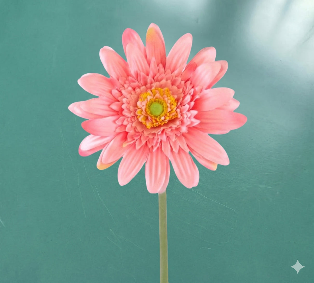 Gerbera - in 3 kleuren