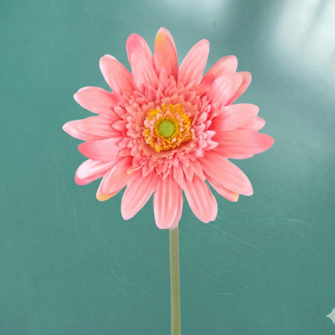 Gerbera - in 3 kleuren