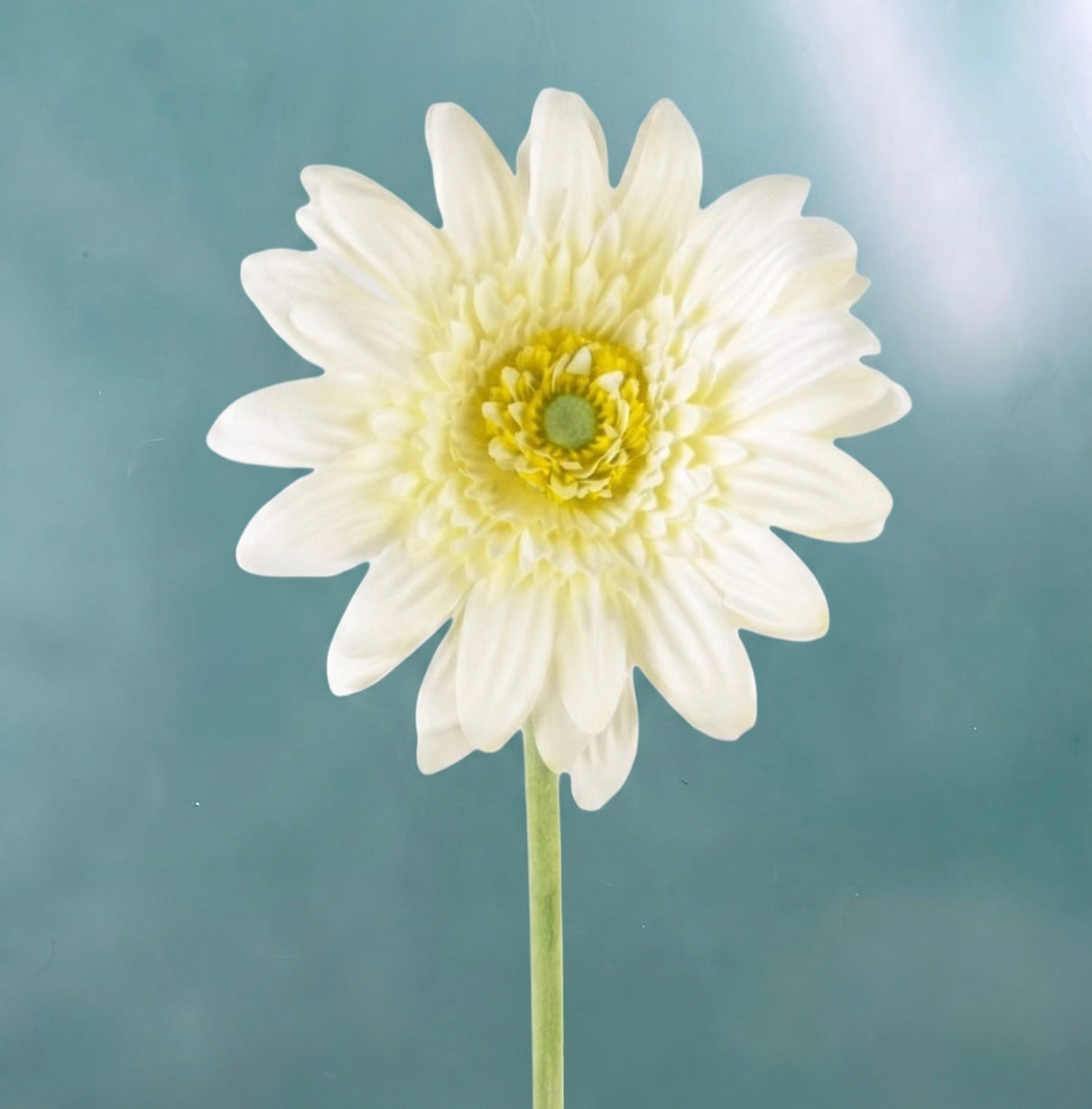 Gerbera - in 3 kleuren
