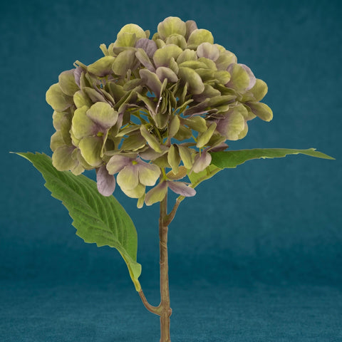 Hortensia - groen/paars