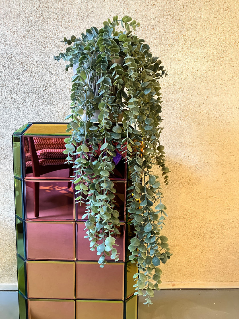 Eucalyptus hangplant 60cm