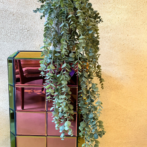 Eucalyptus hangplant 60cm