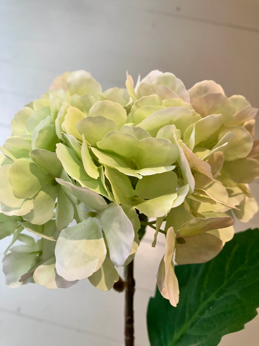 Hortensia - licht groen