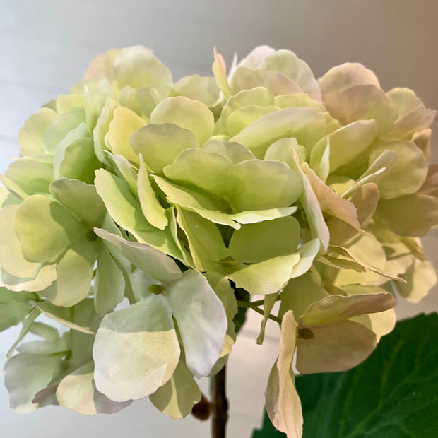 Hortensia - licht groen