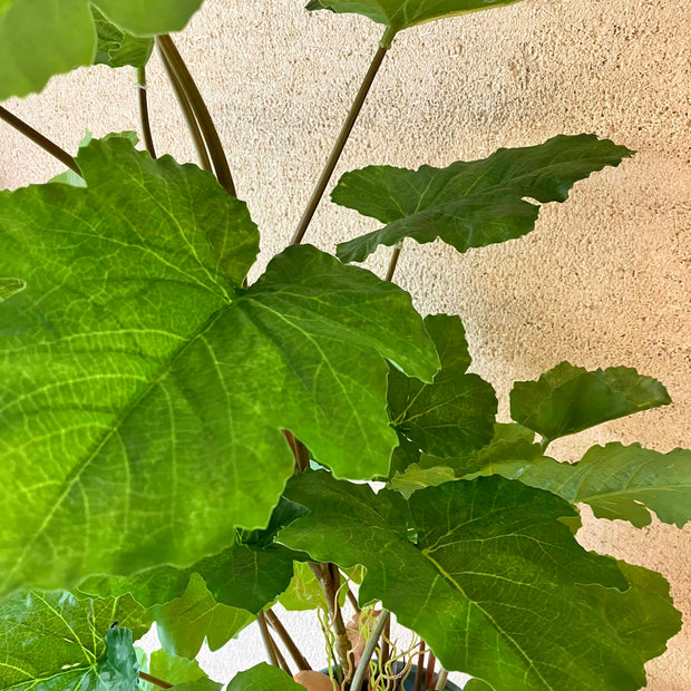 Melon leaf 90cm