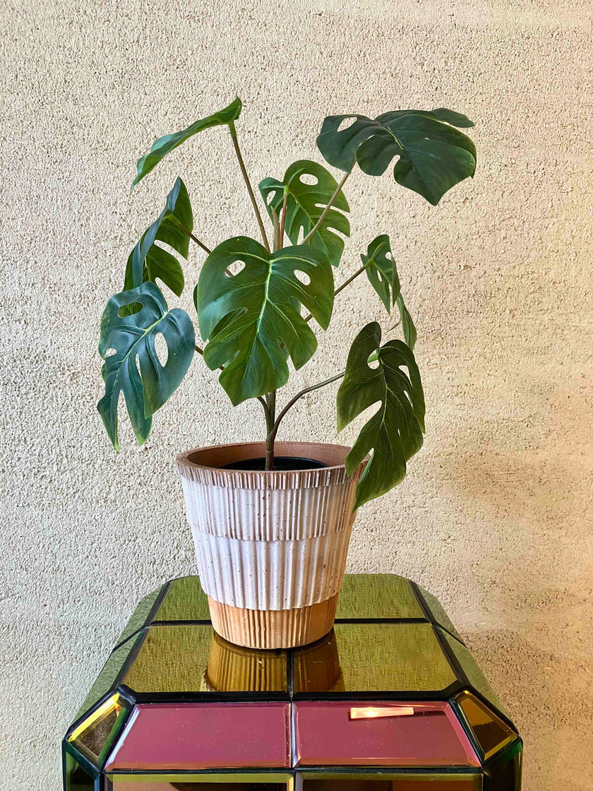 Monstera 40cm