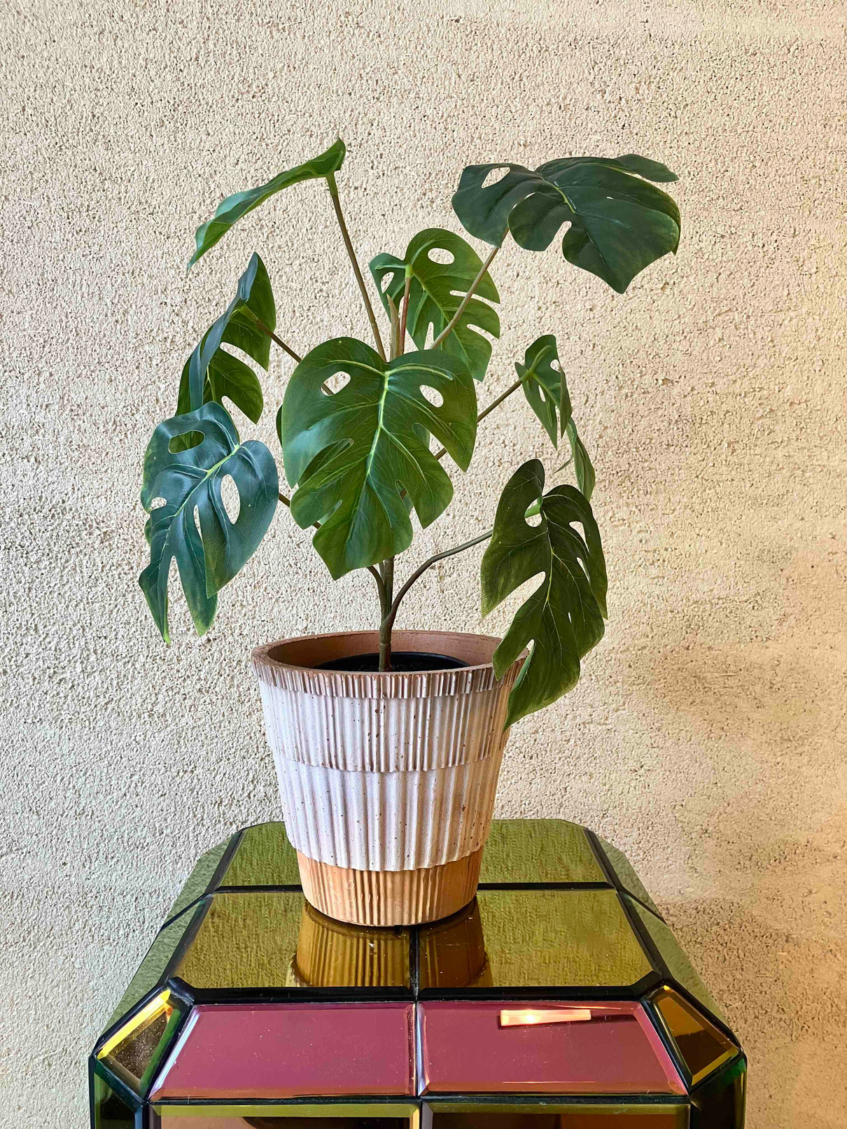 Monstera 40cm