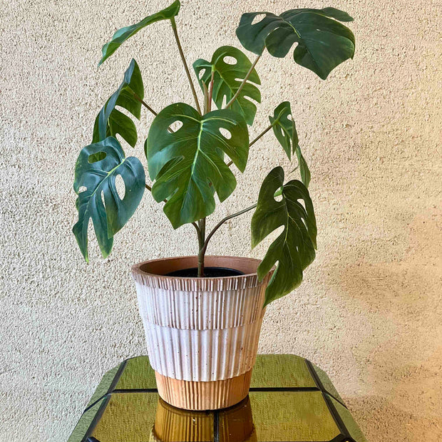 Monstera 40cm
