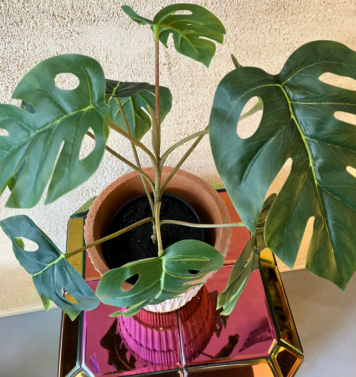 Monstera 40cm