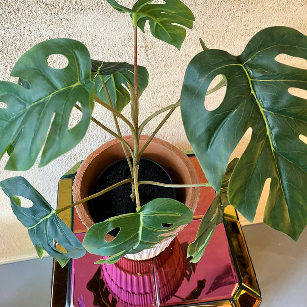 Monstera 40cm