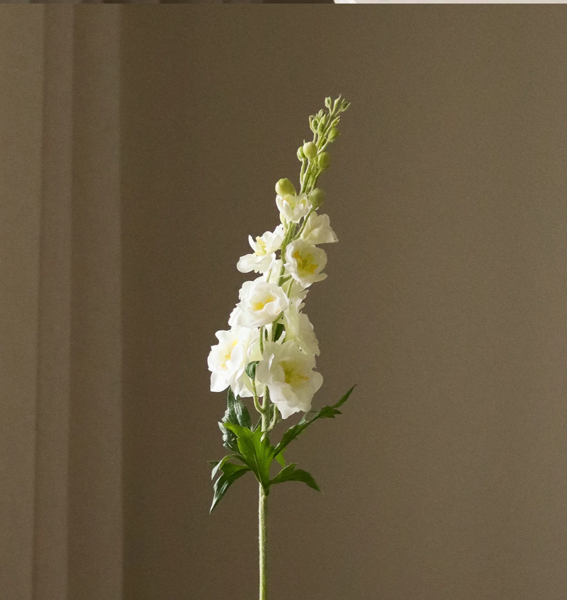 Delphinium wit