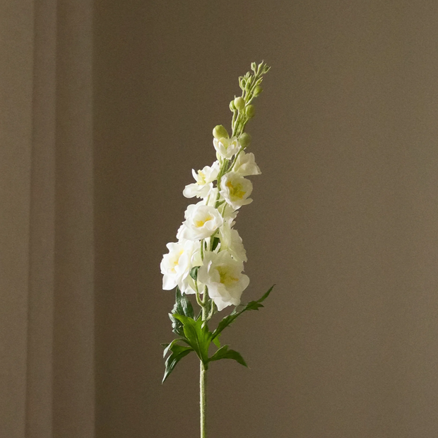 Delphinium wit