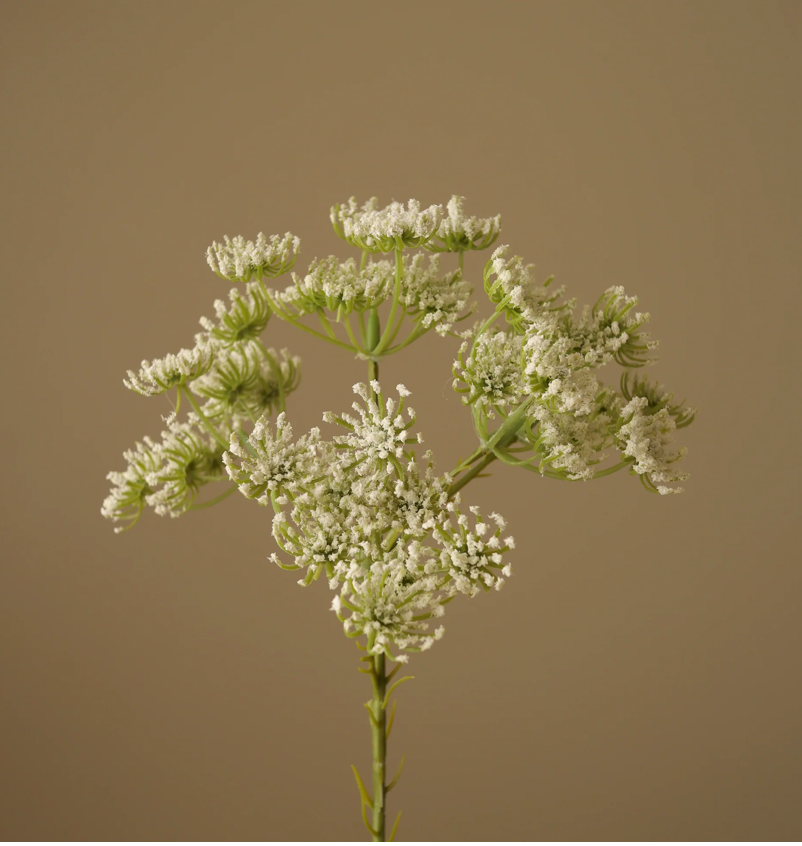 Queen Anne's lace wit