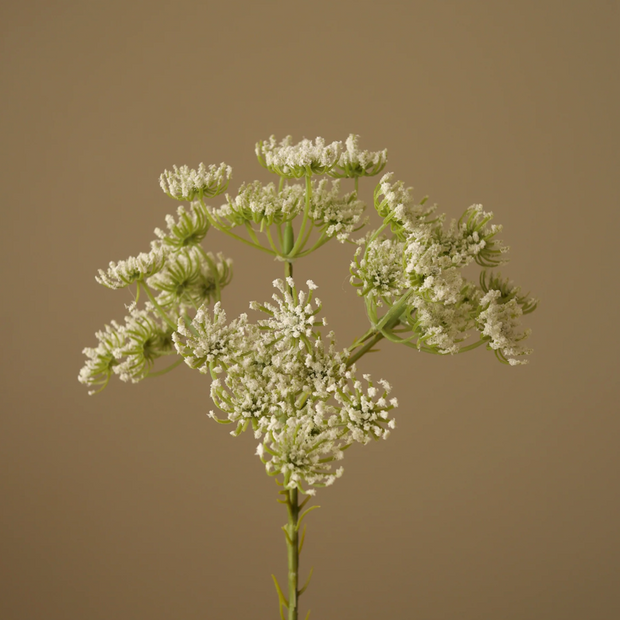 Queen Anne's lace wit