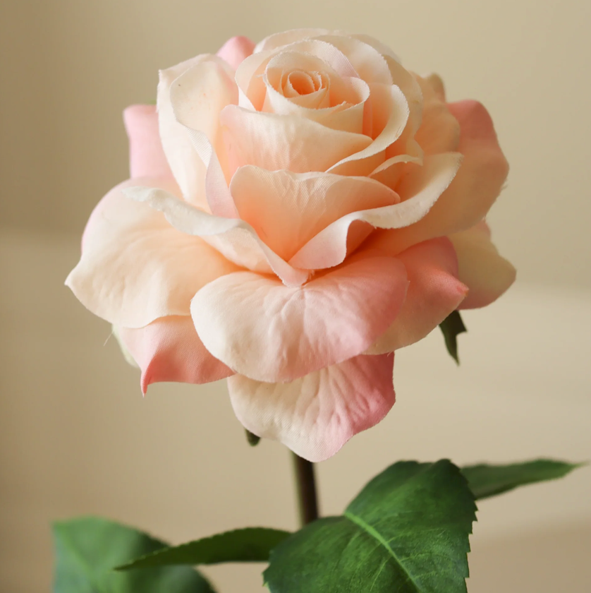 Roos licht roze