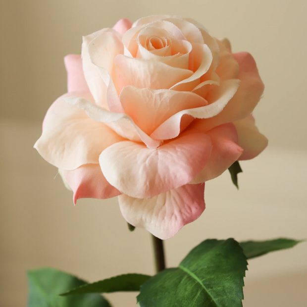 Roos licht roze