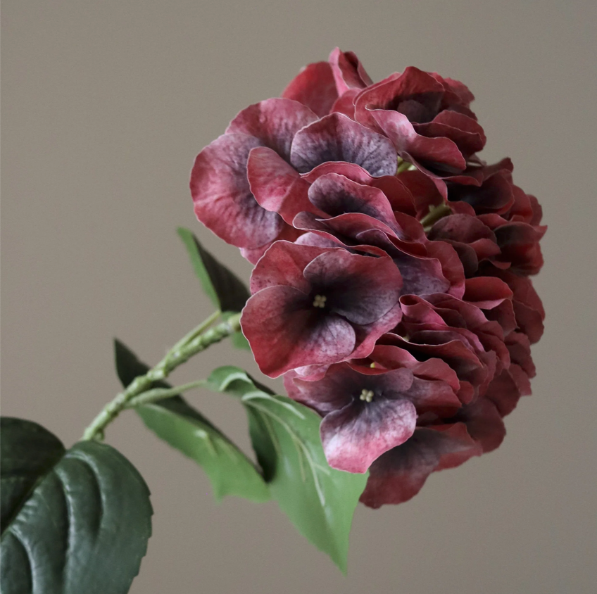 Hortensia