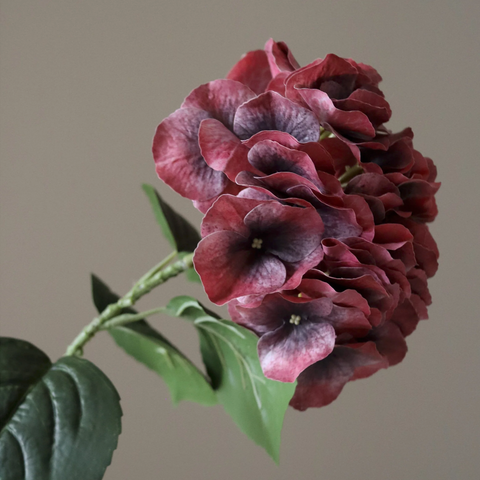 Hortensia