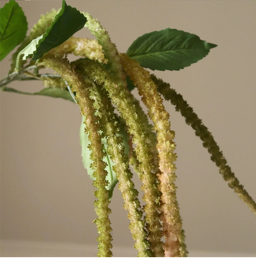 Amaranthus lichtgroen
