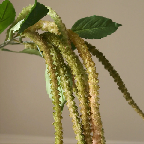 Amaranthus