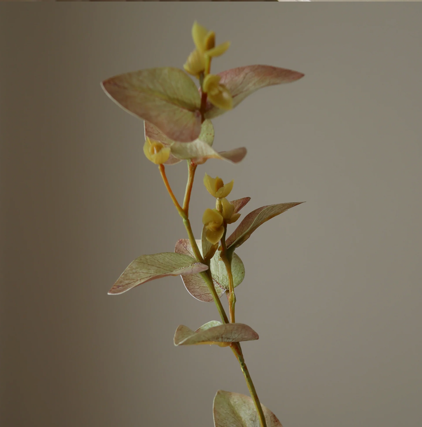 Eucalyptus wit - tak