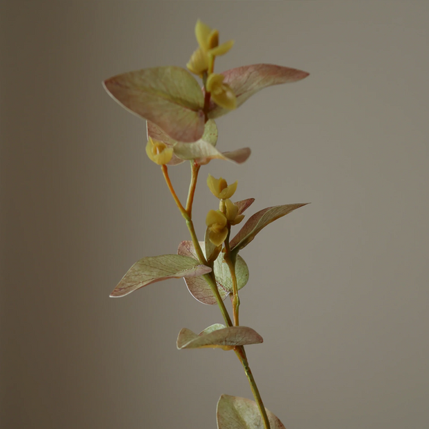 Eucalyptus wit - tak