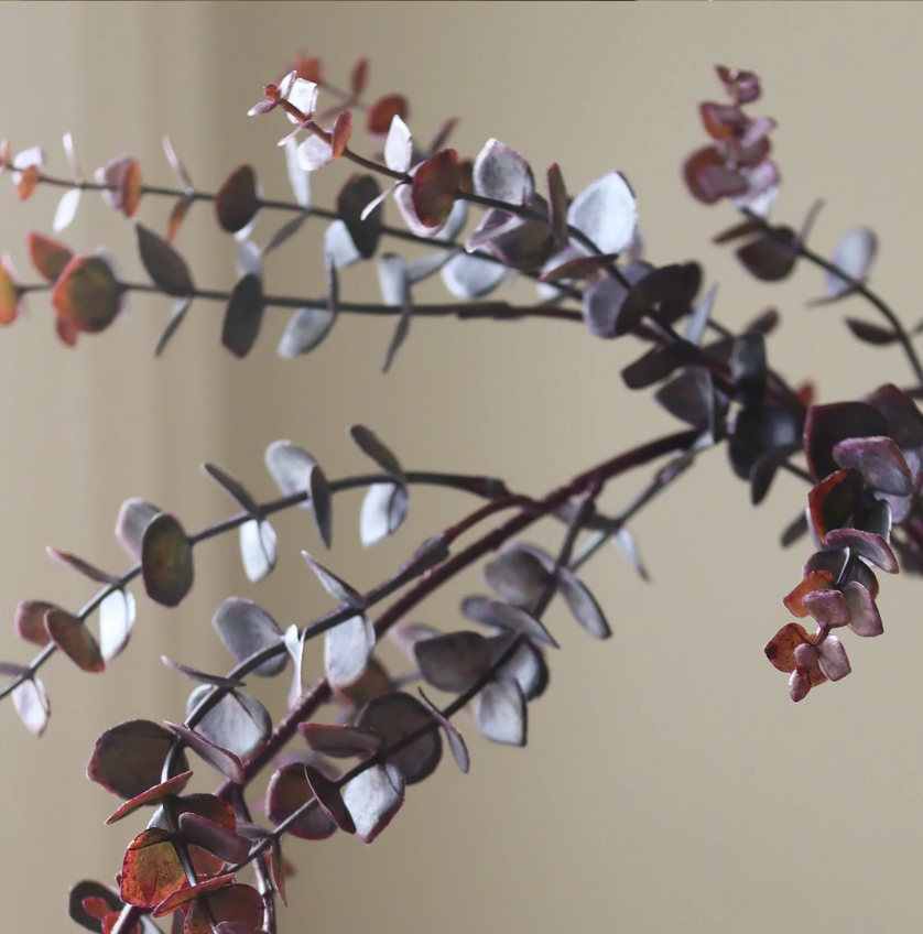 Eucalytus 'Gunni' - tak