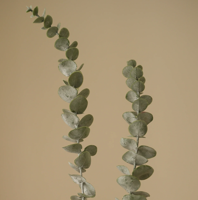 Eucalyptus groen - tak