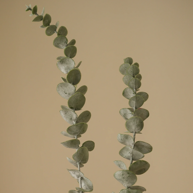 Eucalyptus groen - tak