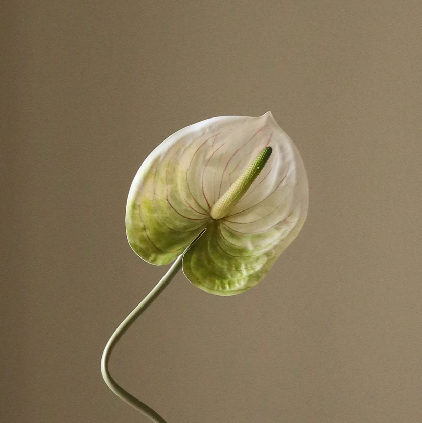 Anthurium wit/groen