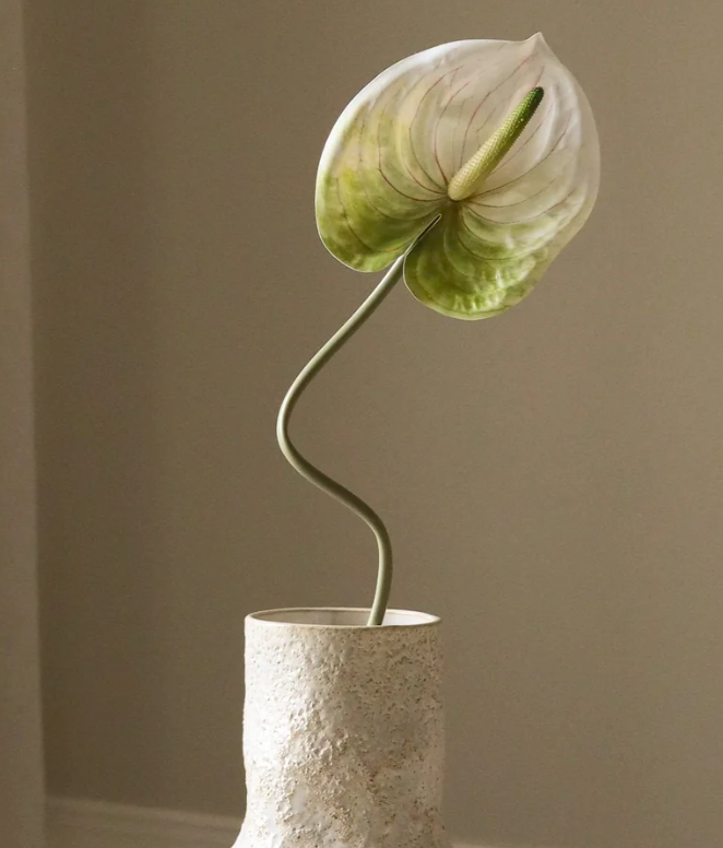 Anthurium wit/groen