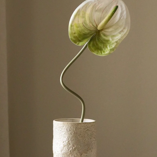 Anthurium wit/groen