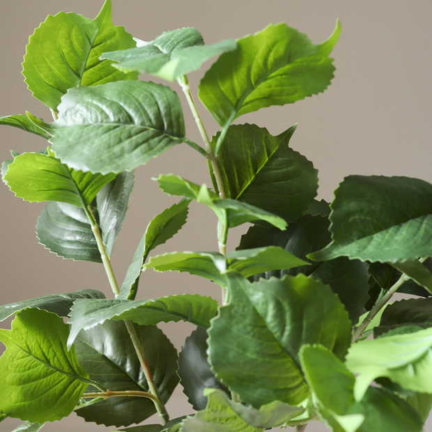 Hortensia blad - tak
